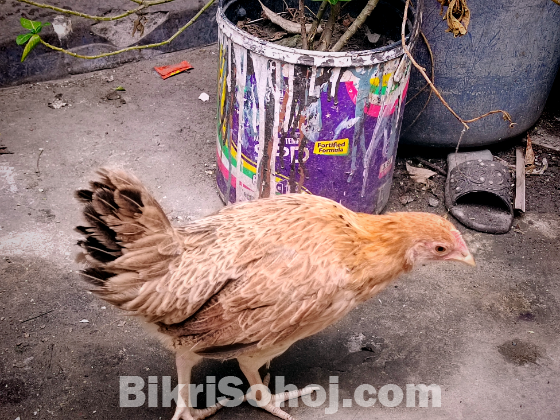 দেশী মুরগীর বাচ্চা ৩টা